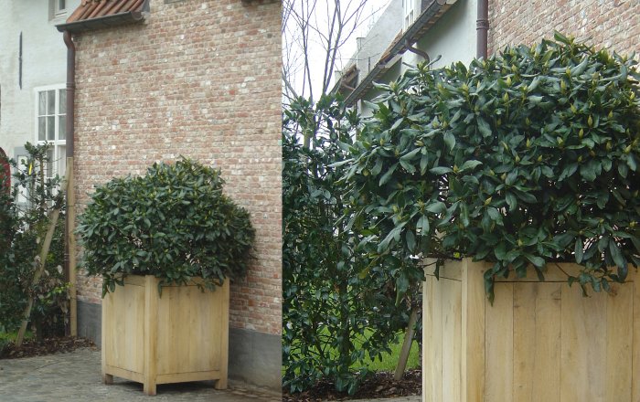 neumeister flower box