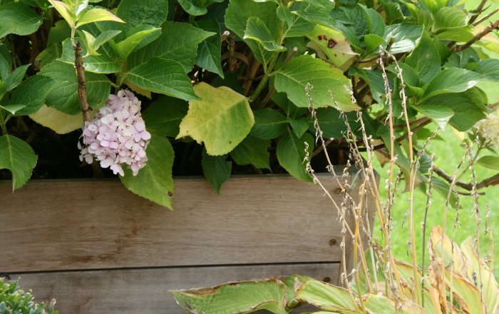 ortelius n°1 flower box